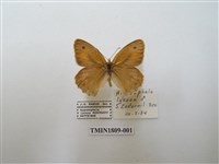 藏品(蛇目蝶科)的圖片